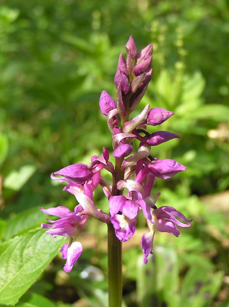 Early Purple Orchid